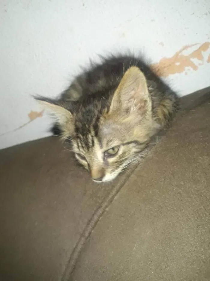 Gato ra a Indefinido idade 2 a 6 meses nome Sem Nome