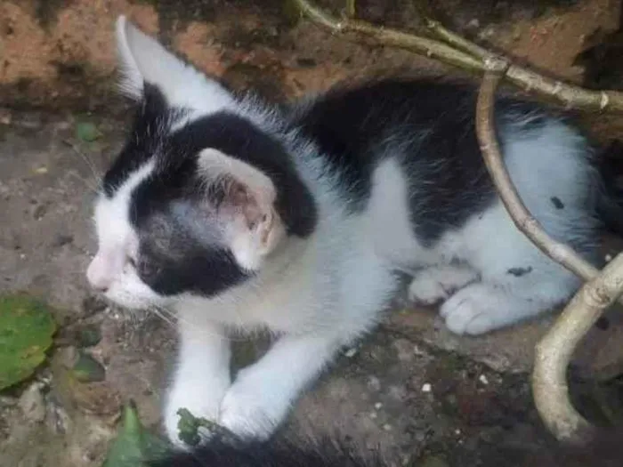 Gato ra a Indefinido idade 2 a 6 meses nome Sem Nome