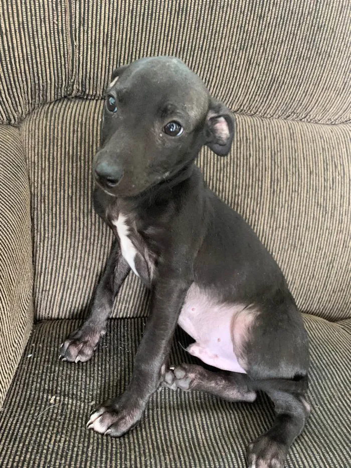 Cachorro ra a Vira lata idade 2 a 6 meses nome Sem nome