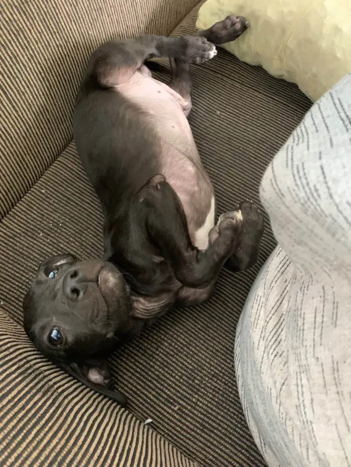 Cachorro ra a Vira lata idade 2 a 6 meses nome Sem nome