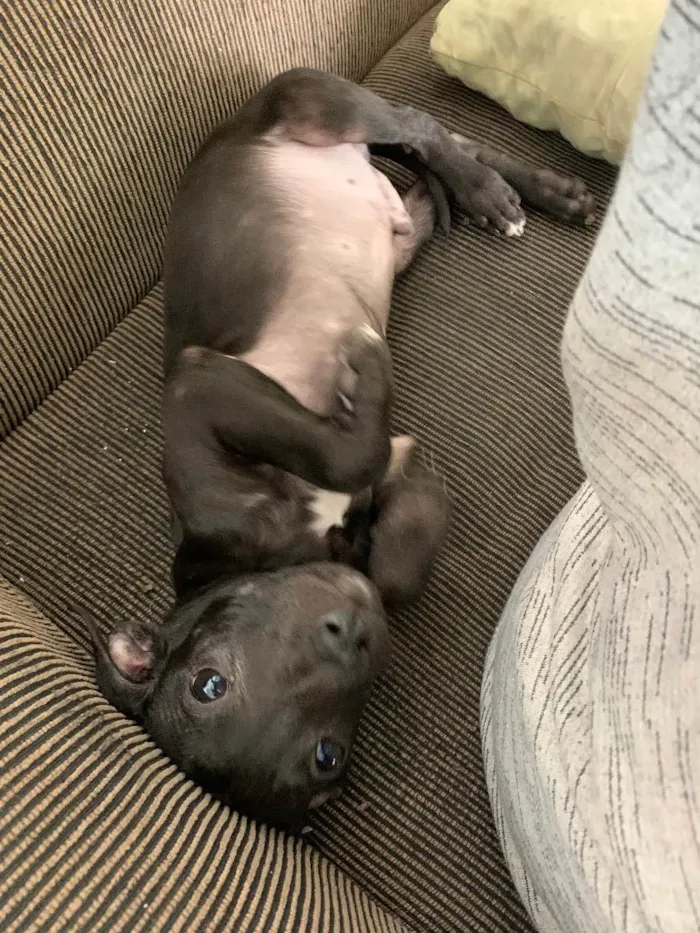 Cachorro ra a Vira lata idade 2 a 6 meses nome Sem nome
