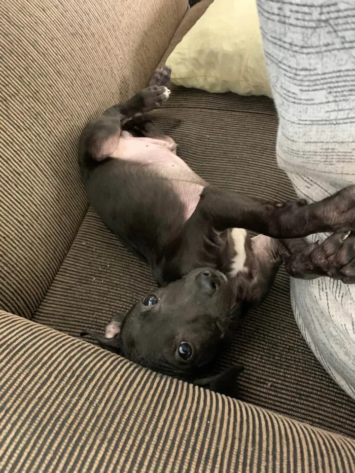 Cachorro ra a Vira lata idade 2 a 6 meses nome Sem nome