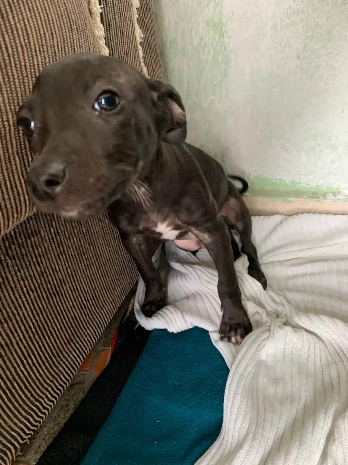 Cachorro ra a Vira lata idade 2 a 6 meses nome Sem nome