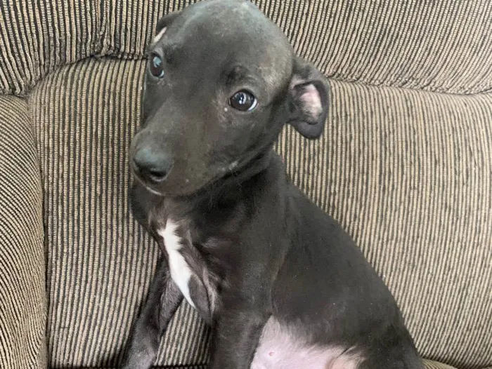 Cachorro ra a Vira lata idade 2 a 6 meses nome Sem nome