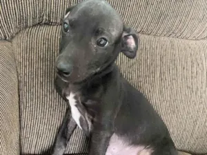 Cachorro raça Vira lata idade 2 a 6 meses nome Sem nome