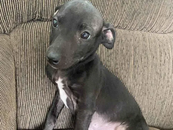 Cachorro ra a Vira lata idade 2 a 6 meses nome Sem nome