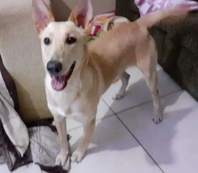 Cachorro ra a Sem raça definida idade 7 a 11 meses nome Ariana