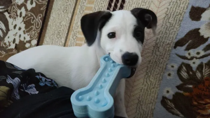 Cachorro ra a Viralata idade 2 a 6 meses nome Agnes
