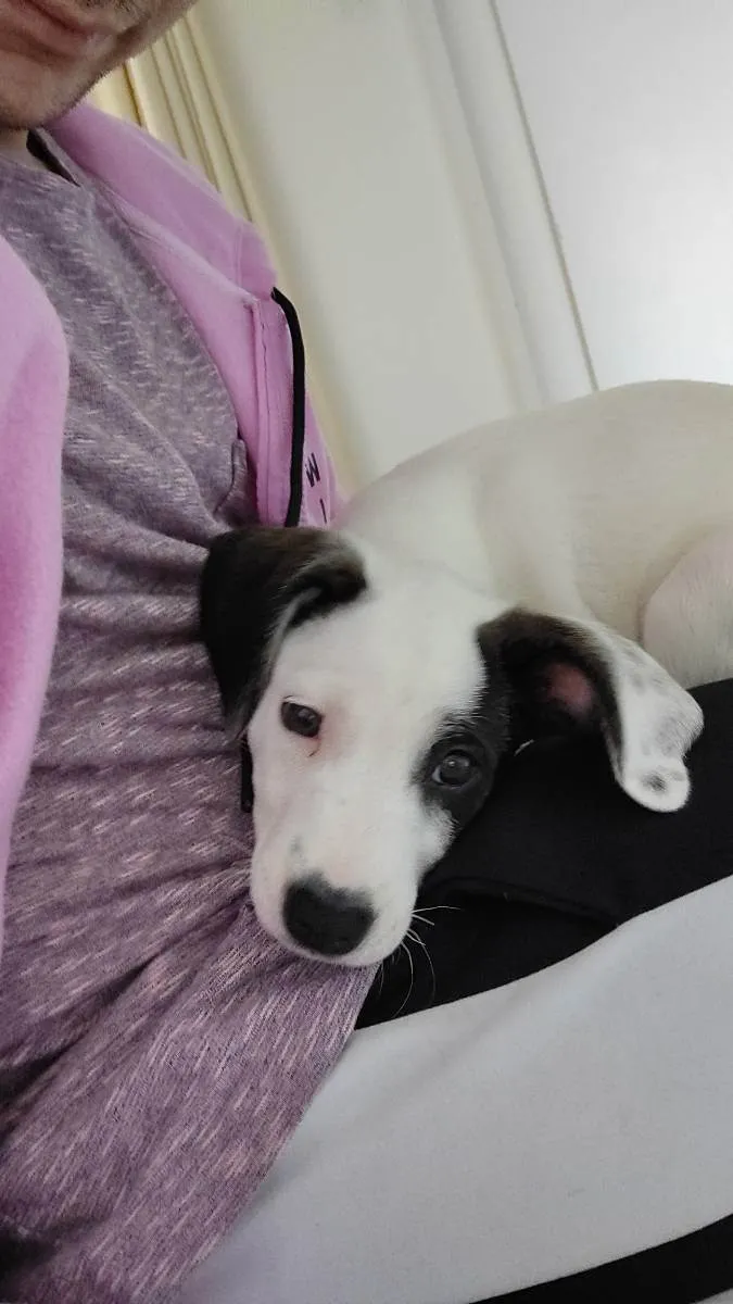 Cachorro ra a Viralata idade 2 a 6 meses nome Agnes
