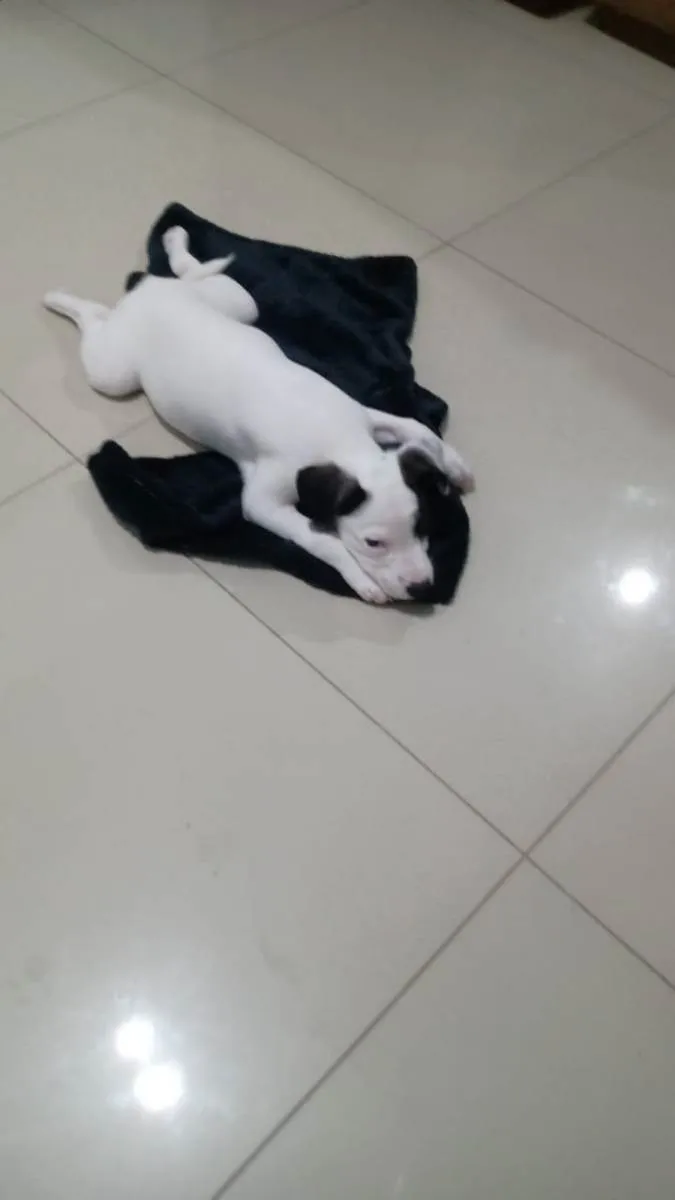 Cachorro ra a Viralata idade 2 a 6 meses nome Agnes