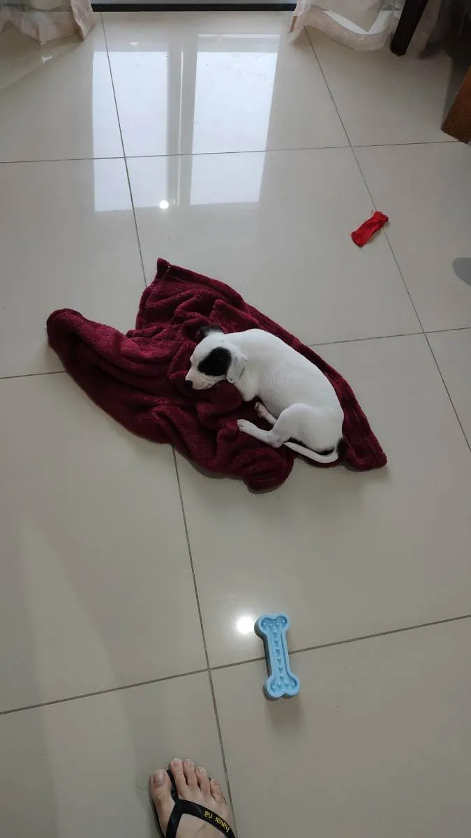 Cachorro ra a Viralata idade 2 a 6 meses nome Agnes