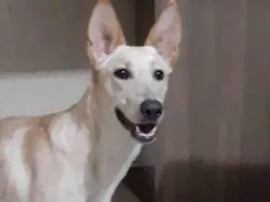 Cachorro raça Sem raça definida idade 7 a 11 meses nome Ariana