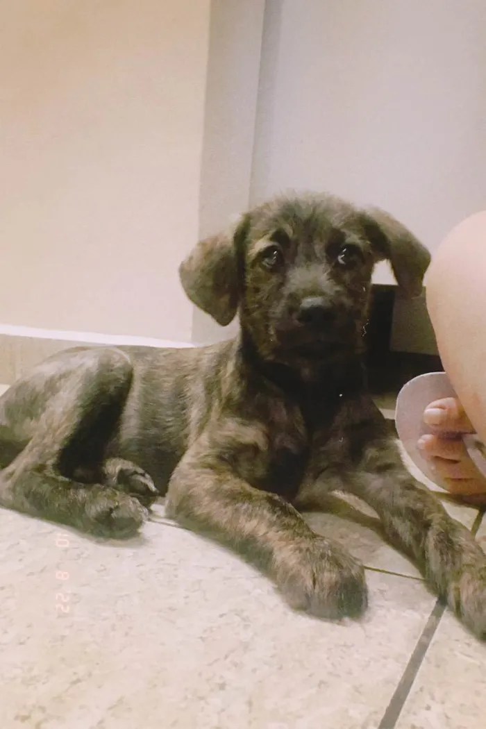 Cachorro ra a Vira lata  idade 2 a 6 meses nome Theo