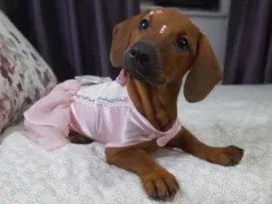 Cachorro raça SRD idade 2 a 6 meses nome Lua e Sol