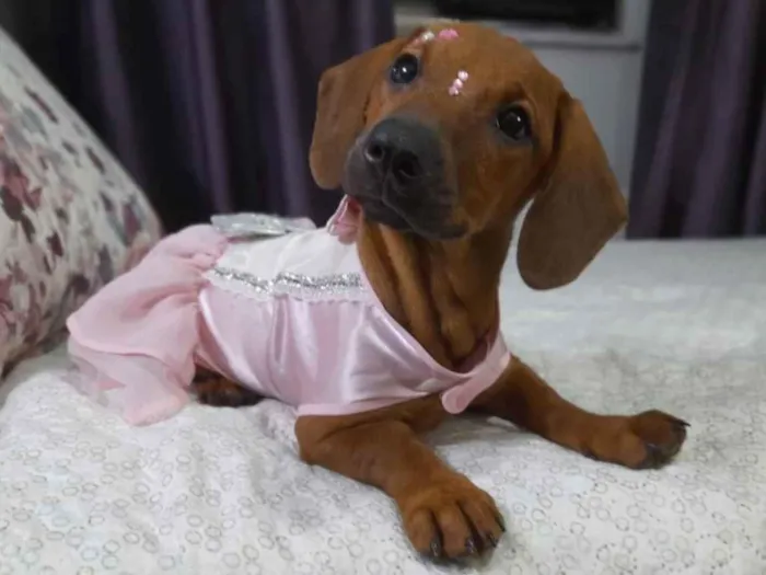 Cachorro ra a SRD idade 2 a 6 meses nome Lua e Sol
