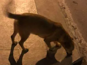 Cachorro raça DSR idade 3 anos nome Caramelo