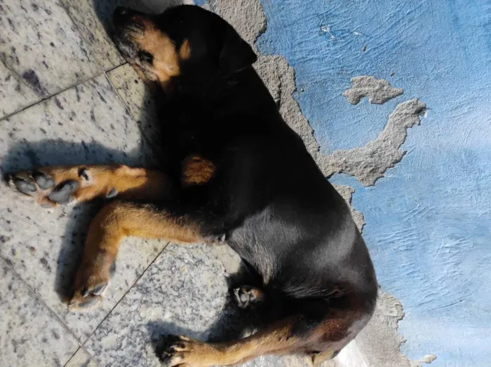 Cachorro ra a Rottweiler idade  nome Leona