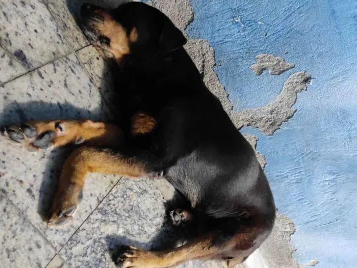 Cachorro ra a Rottweiler idade  nome Leona