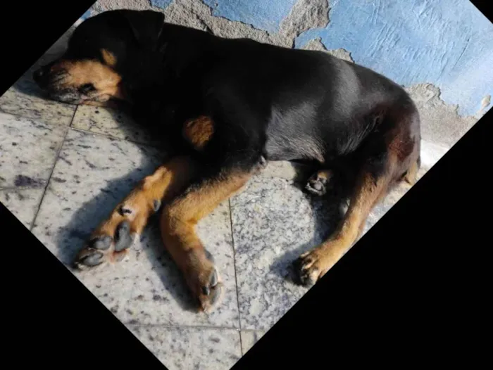 Cachorro ra a Rottweiler idade  nome Leona