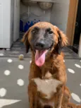 Cora