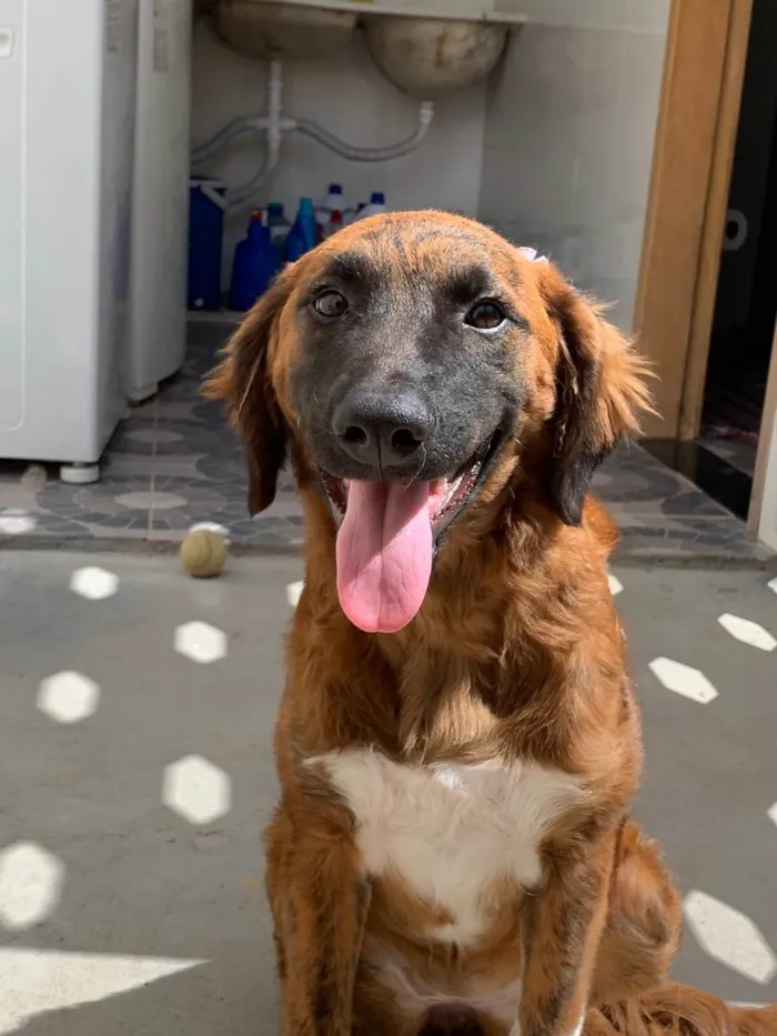 Cachorro ra a SRD idade 7 a 11 meses nome Cora