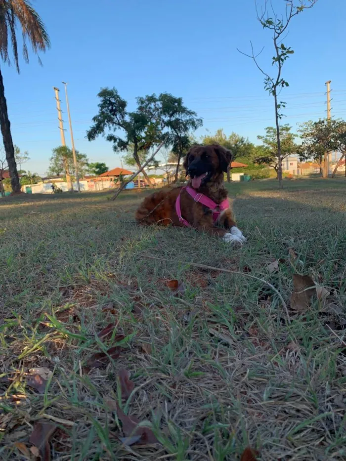 Cachorro ra a SRD idade 7 a 11 meses nome Cora