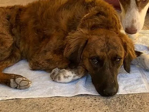 Cachorro ra a SRD idade 7 a 11 meses nome Cora