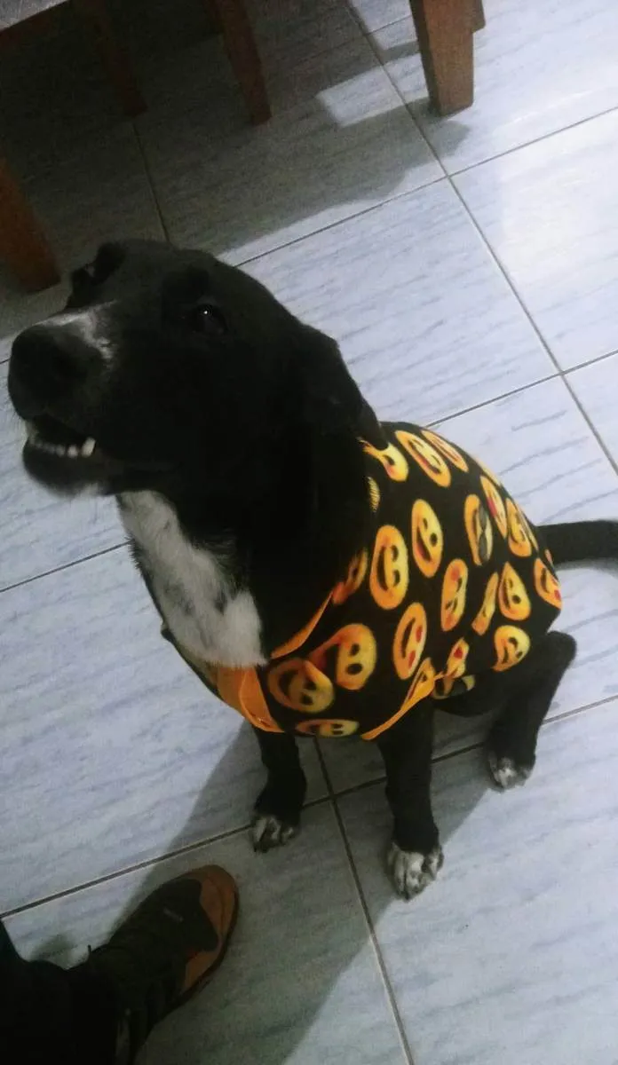 Cachorro ra a Labrador com outra raça  idade 1 ano nome Kyra