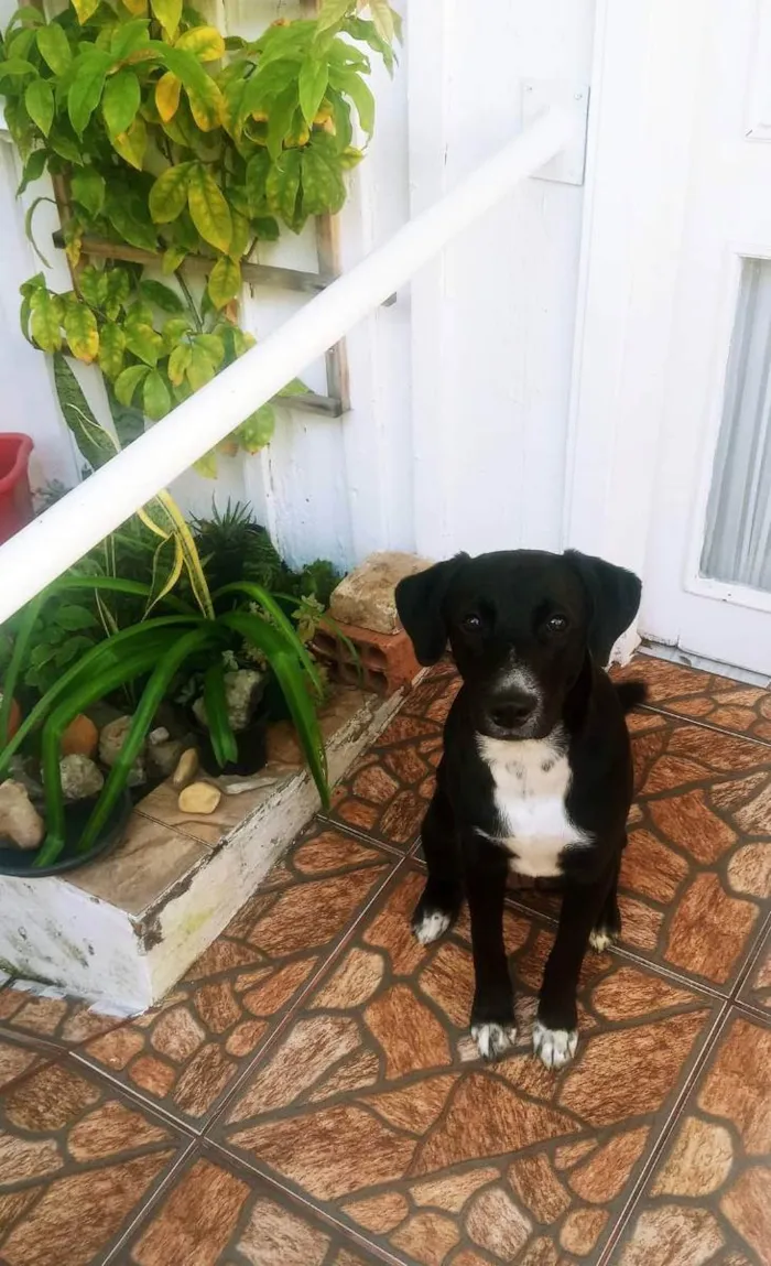 Cachorro ra a Labrador com outra raça  idade 1 ano nome Kyra