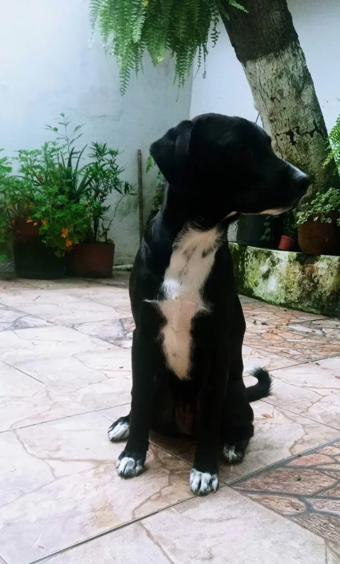 Cachorro ra a Labrador com outra raça  idade 1 ano nome Kyra