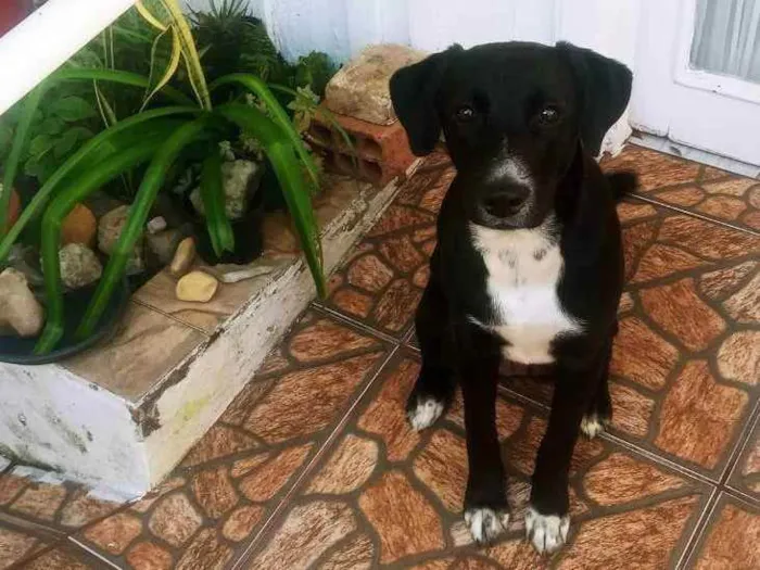 Cachorro ra a Labrador com outra raça  idade 1 ano nome Kyra