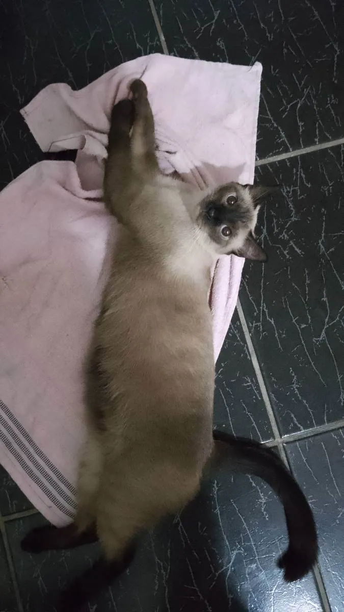 Gato ra a n sei, eu resgatei  idade 2 anos nome Kiara/ Simba/ Nala