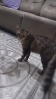 Penélope