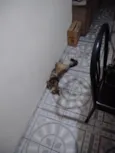 Penélope