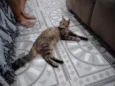 Penélope