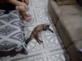 Penélope