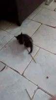 Gatos filhotes 