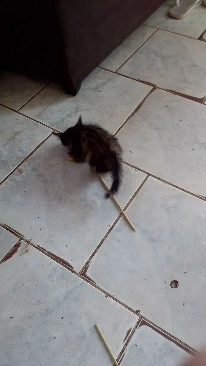 Gato raça SRD idade Abaixo de 2 meses nome Gatos filhotes 