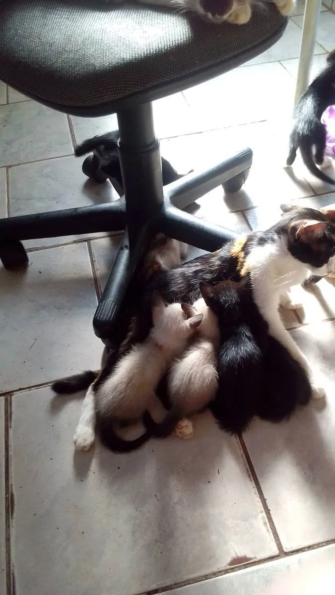 Gato raça SRD idade Abaixo de 2 meses nome Gatos filhotes 