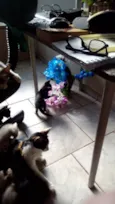 Gatos filhotes 