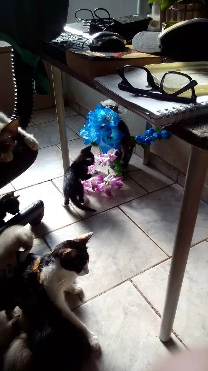 Gato raça SRD idade Abaixo de 2 meses nome Gatos filhotes 