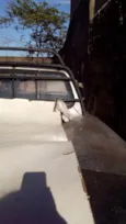 Gatos filhotes 