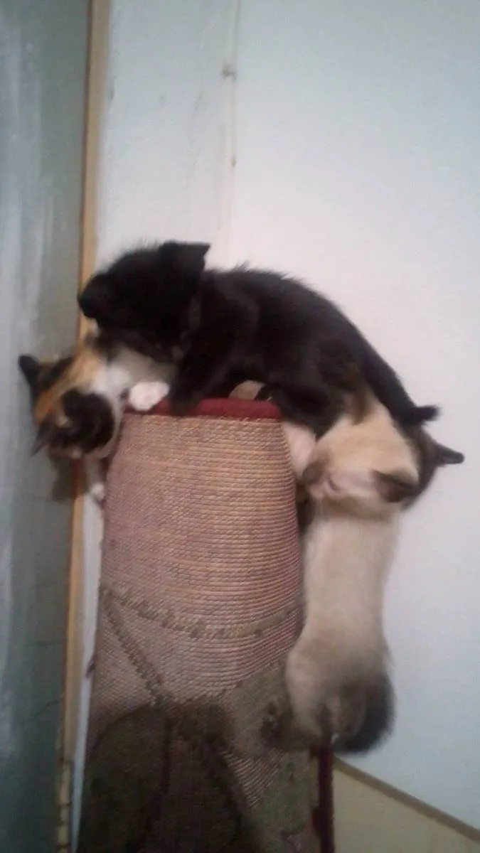 Gato raça SRD idade Abaixo de 2 meses nome Gatos filhotes 