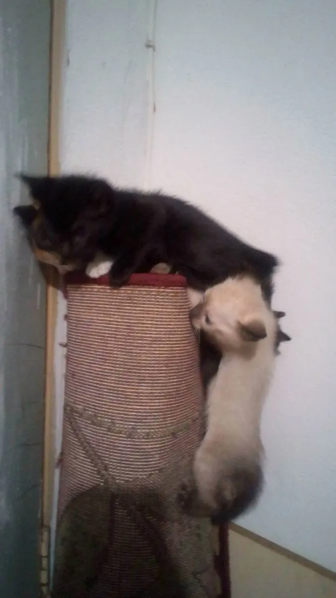Gato raça SRD idade Abaixo de 2 meses nome Gatos filhotes 
