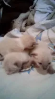 Gatos filhotes 