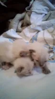 Gatos filhotes 