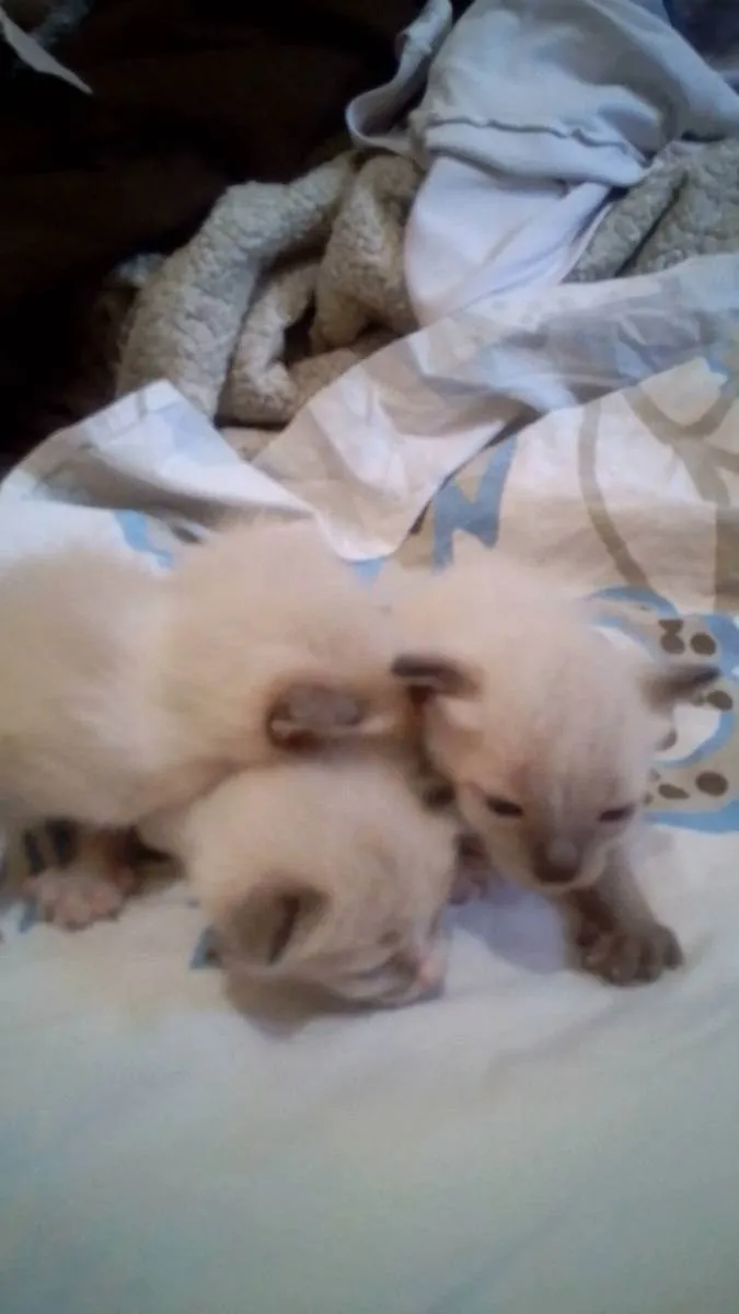 Gato raça SRD idade Abaixo de 2 meses nome Gatos filhotes 