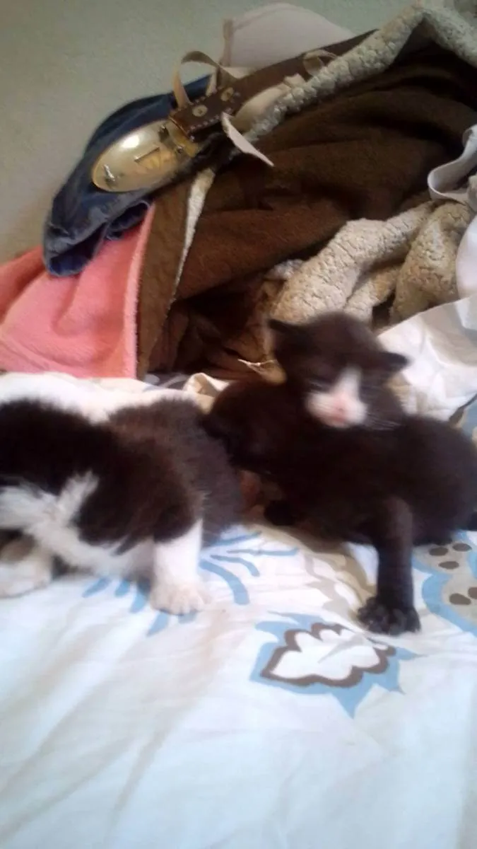 Gato raça SRD idade Abaixo de 2 meses nome Gatos filhotes 