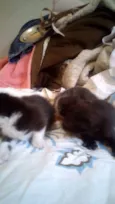 Gatos filhotes 