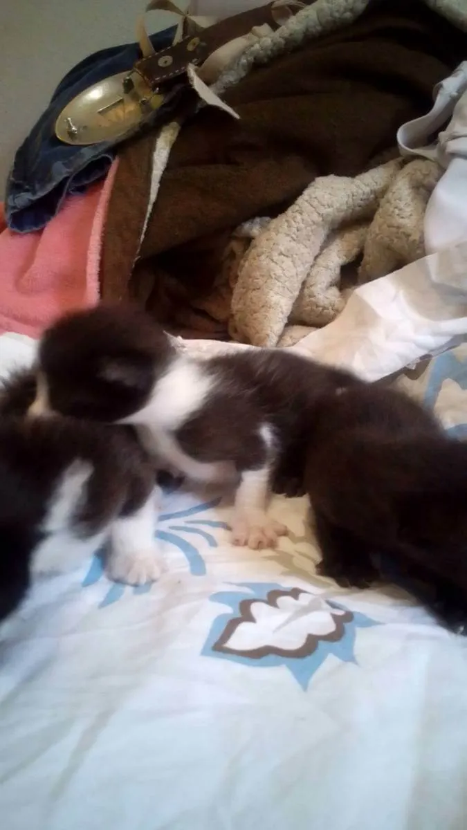Gato raça SRD idade Abaixo de 2 meses nome Gatos filhotes 